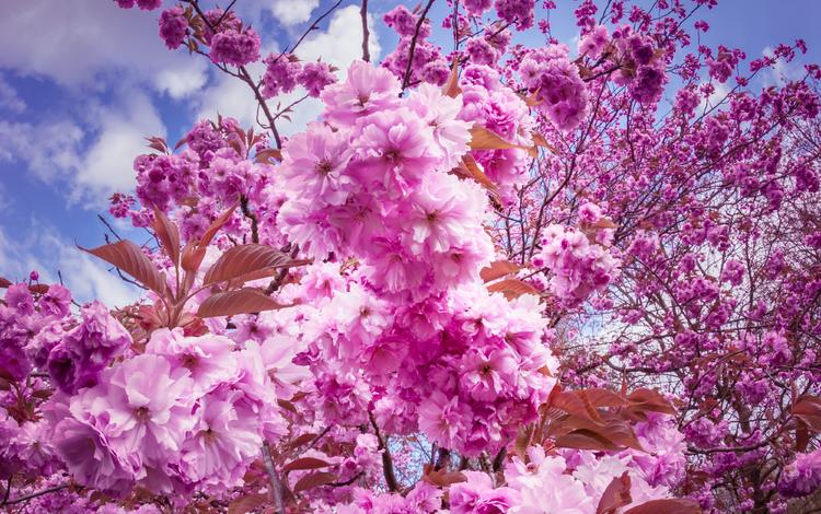небо, цветы, облака, цветение, ветки, весна, вишня, сакура, the sky, flowers, clouds, flowering, branches, spring, cherry, sakura