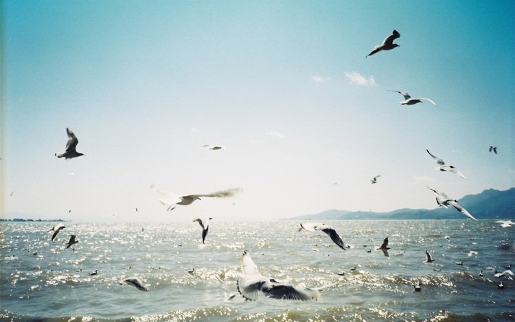 небо, море, полет, крылья, птицы, чайки, the sky, sea, flight, wings, birds, seagulls