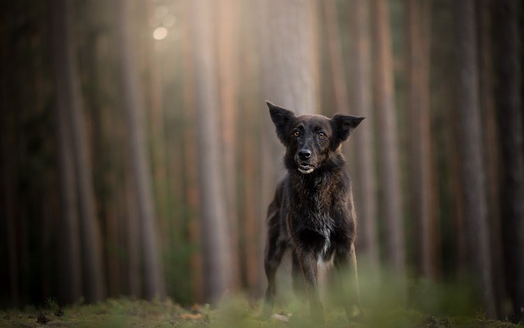 лес, мордочка, стволы, взгляд, собака, немецкая овчарка, forest, muzzle, trunks, look, dog, german shepherd