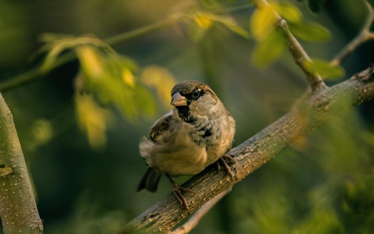 ветка, размытость, птица, воробей, branch, blur, bird, sparrow