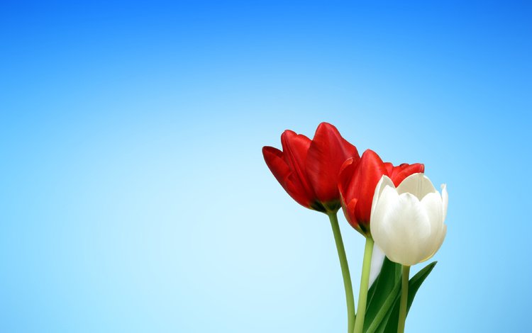 цветы, бутоны, красные, весна, тюльпаны, белые, flowers, buds, red, spring, tulips, white