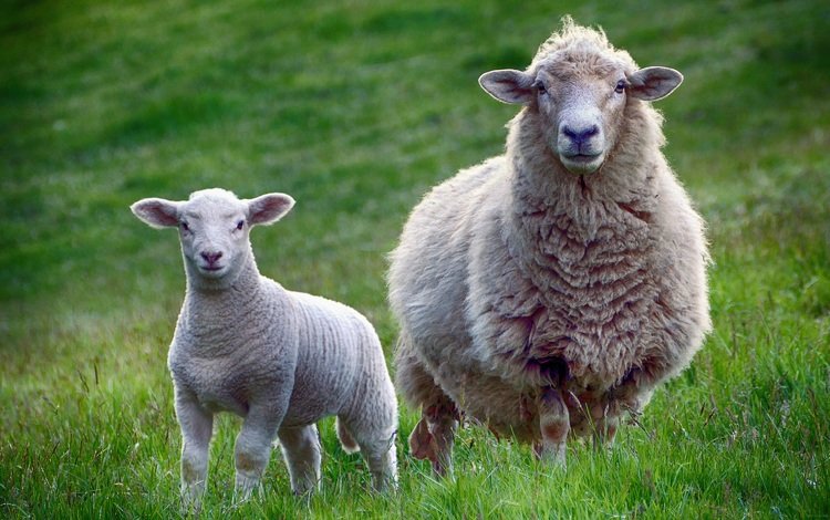 животные, взгляд, луг, овцы, скворцы, животно е, бараны, animals, look, meadow, sheep, starlings