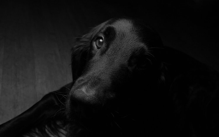 мордочка, взгляд, чёрно-белое, собака, друг, muzzle, look, black and white, dog, each