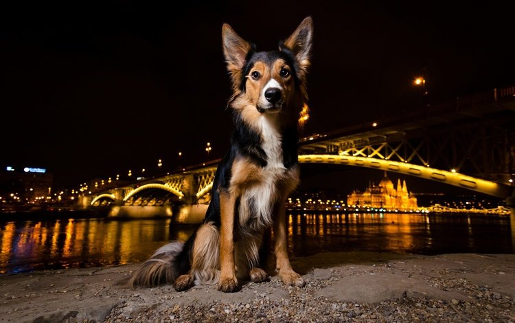 ночь, огни, мордочка, мост, взгляд, собака, щенок, night, lights, muzzle, bridge, look, dog, puppy