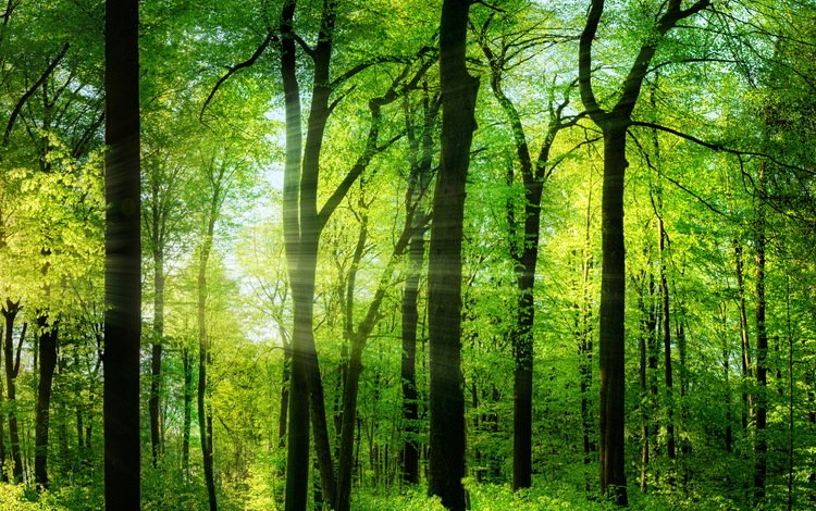 деревья, природа, лес, солнечные лучи, trees, nature, forest, the sun's rays