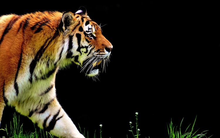 тигр, морда, взгляд, хищник, профиль, черный фон, прогулка, дикая кошка, tiger, face, look, predator, profile, black background, walk, wild cat