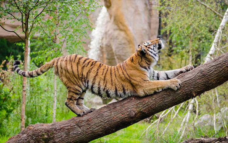 тигр, морда, дерево, взгляд, хищник, дикая кошка, амурский тигр, tiger, face, tree, look, predator, wild cat, the amur tiger