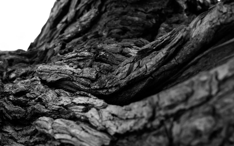 дерево, макро, чёрно-белое, кора, tree, macro, black and white, bark
