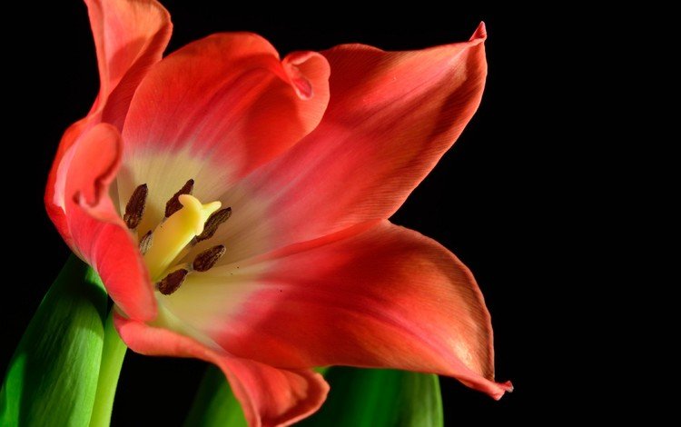 цветок, красный, черный фон, тюльпан, цветок .тюльпан, flower, red, black background, tulip, flower .tulip