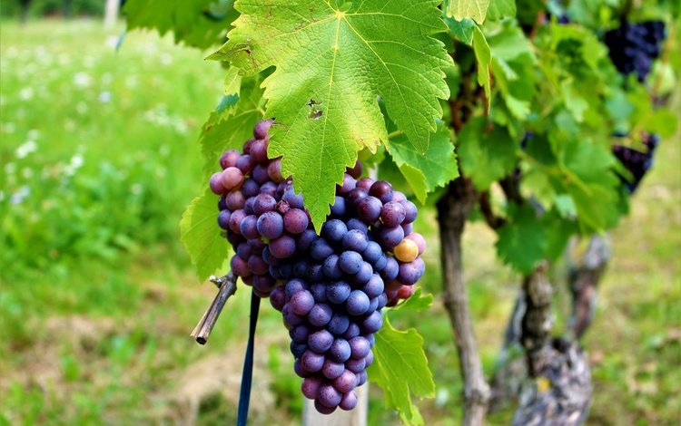 листья, виноград, листва, лоза, виноградник, грозди, leaves, grapes, foliage, vine, vineyard, bunches
