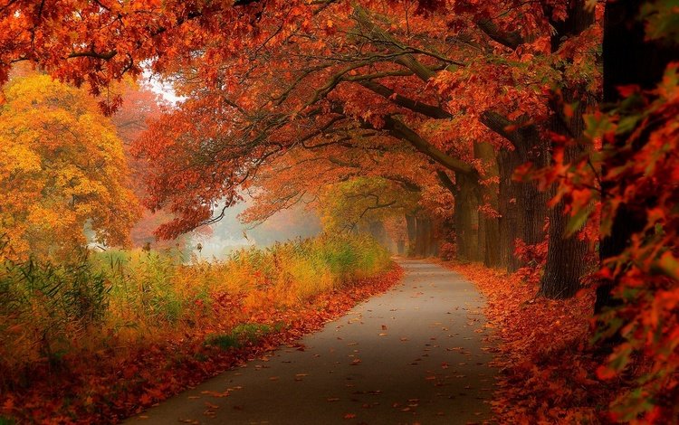 дорога, деревья, лес, листья, парк, осень, road, trees, forest, leaves, park, autumn