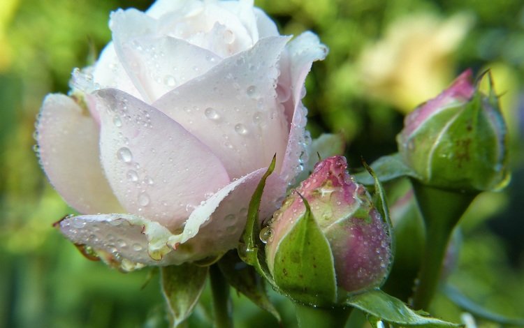 цветы, капли, розы, лепестки, бутон, капли воды, капельки росы, flowers, drops, roses, petals, bud, water drops, drops of dew