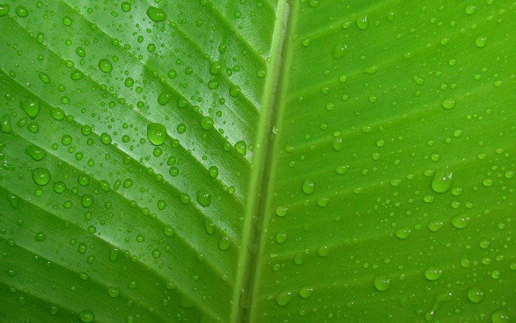 природа, зелёный, капли, лист, прожилки, капли воды, крупным планом, nature, green, drops, sheet, veins, water drops, closeup