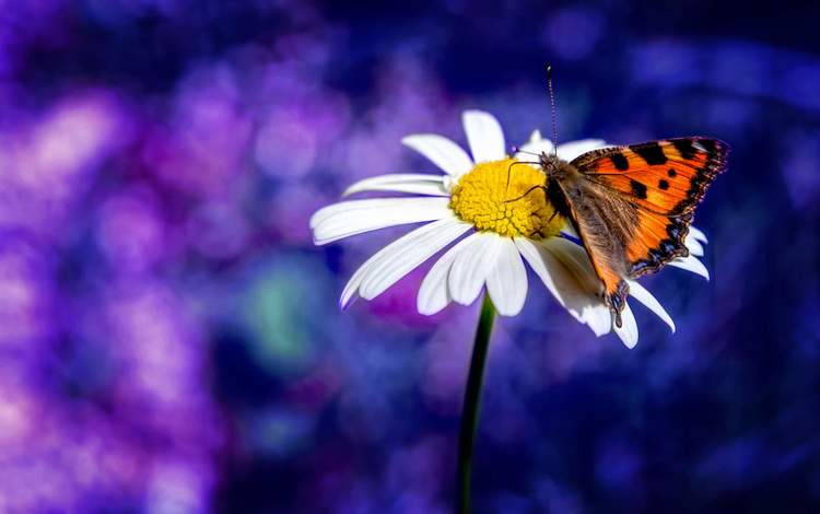 насекомое, цветок, лепестки, бабочка, крылья, ромашка, боке, insect, flower, petals, butterfly, wings, daisy, bokeh