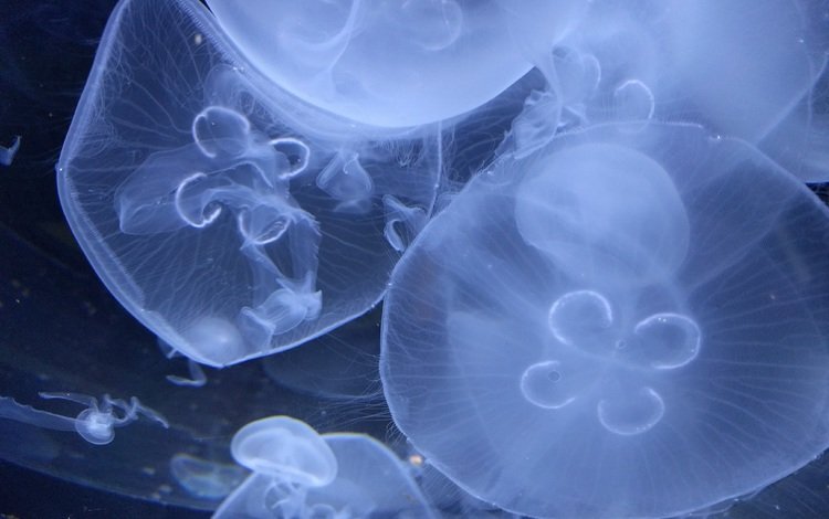 медузы, подводный мир, крупным планом, подводый мир, jellyfish, underwater world, closeup, podvody the world