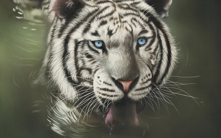 тигр, морда, арт, взгляд, хищник, язык, дикая кошка, белый тигр, tiger, face, art, look, predator, language, wild cat, white tiger