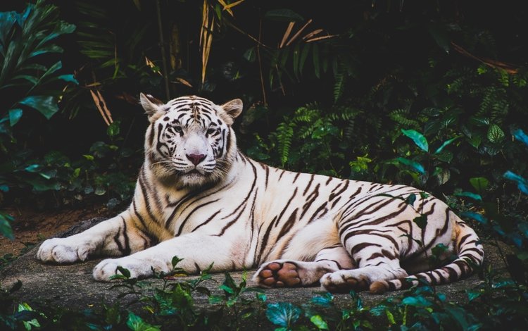 тигр, морда, листва, взгляд, хищник, дикая кошка, белый тигр, лежа, tiger, face, foliage, look, predator, wild cat, white tiger, lying