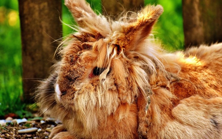 мордочка, взгляд, пушистый, ушки, кролик, животное, милый, muzzle, look, fluffy, ears, rabbit, animal, cute