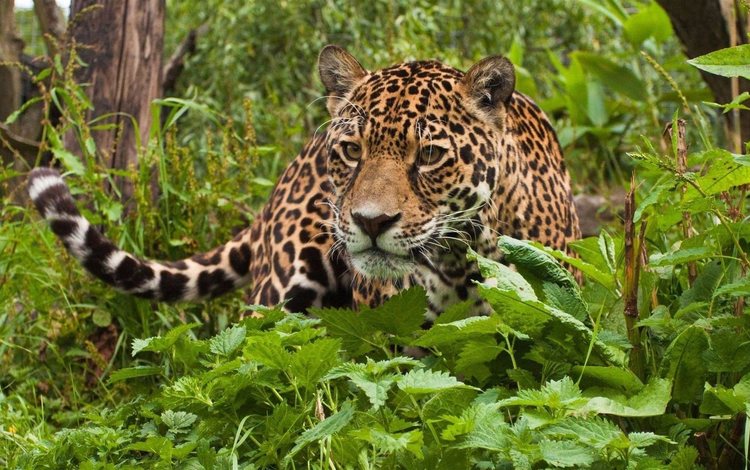 морда, взгляд, леопард, хищник, ягуар, джунгли, дикая кошка, face, look, leopard, predator, jaguar, jungle, wild cat