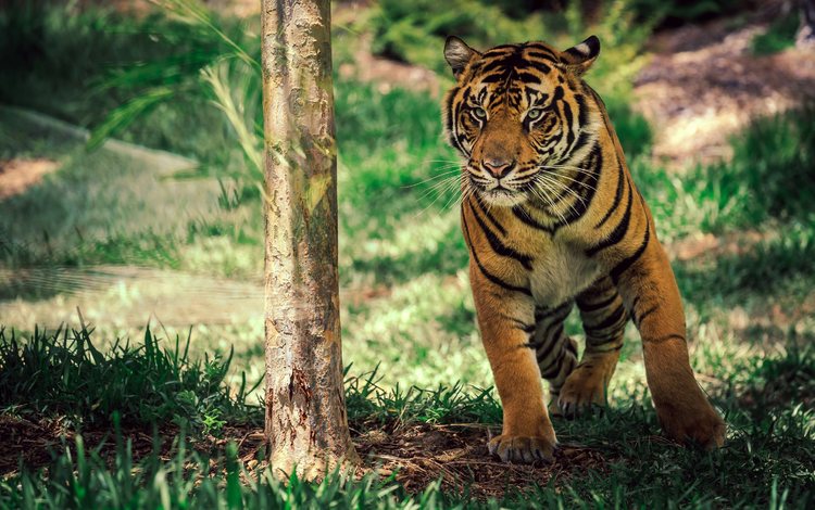 тигр, морда, трава, взгляд, хищник, дикая природа, дикая кошка, tiger, face, grass, look, predator, wildlife, wild cat