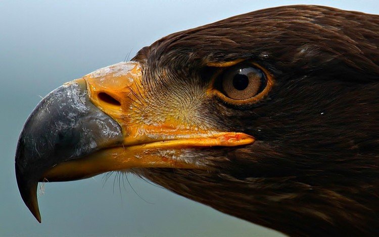 глаза, орел, хищник, профиль, птица, клюв, eyes, eagle, predator, profile, bird, beak