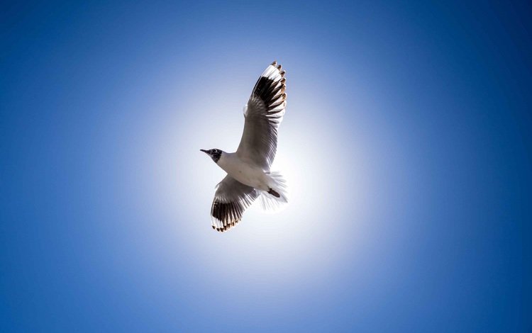 полет, крылья, чайка, птица, клюв, перья, голубое небо, flight, wings, seagull, bird, beak, feathers, blue sky