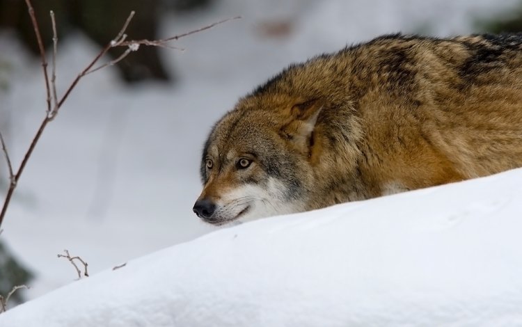 морда, снег, зима, взгляд, хищник, охота, волк, face, snow, winter, look, predator, hunting, wolf