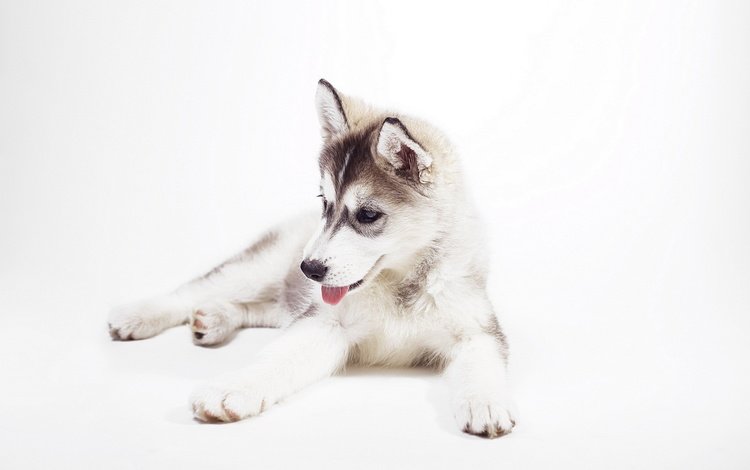 сибирский хаски, мордочка, взгляд, собака, щенок, белый фон, хаски, язык, милый щенок, siberian husky, muzzle, look, dog, puppy, white background, husky, language, cute puppy