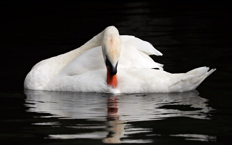 вода, отражение, птица, клюв, перья, лебедь, water, reflection, bird, beak, feathers, swan