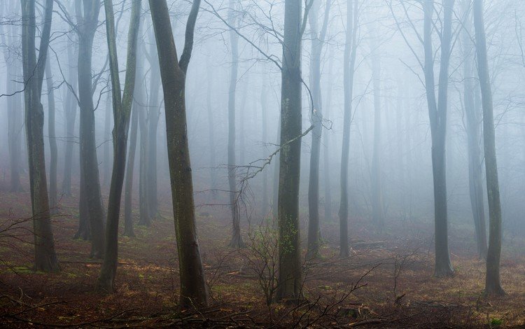 деревья, лес, туман, стволы, trees, forest, fog, trunks
