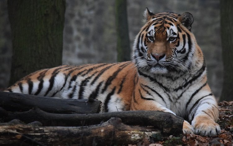 тигр, морда, взгляд, хищник, дикая кошка, амурский тигр, tiger, face, look, predator, wild cat, the amur tiger