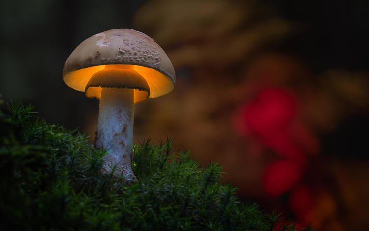 размытость, гриб, подсветка, мох, шляпка, marcel z, blur, mushroom, backlight, moss, hat