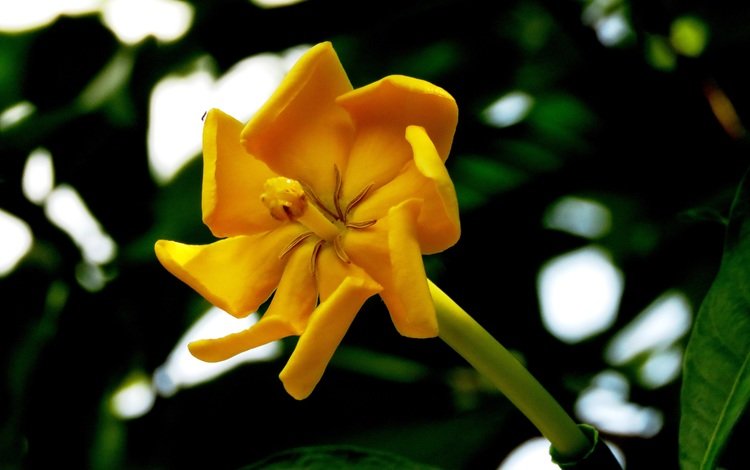 цветок, лепестки, размытость, магнолия, желтый цветок, магнолия чампака, flower, petals, blur, magnolia, yellow flower, magnolia of ciampac