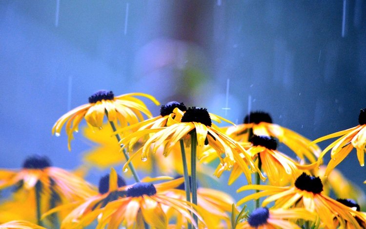 цветы, лепестки, дождь, желтые, капли воды, рудбекия, flowers, petals, rain, yellow, water drops, rudbeckia