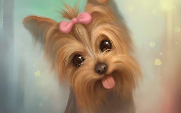 арт, мордочка, взгляд, собака, язык, милый, йоркширский терьер, art, muzzle, look, dog, language, cute, yorkshire terrier