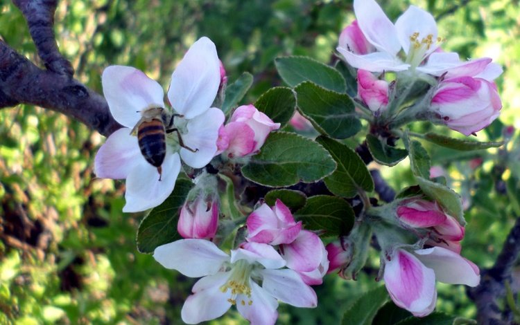 дерево, цветение, насекомое, весна, яблоня, пчела, tree, flowering, insect, spring, apple, bee