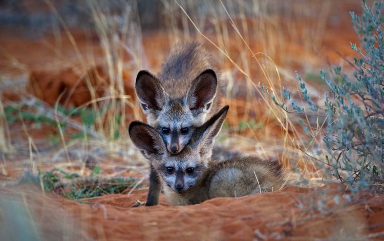 африка, лисята, ботсвана, большеухая лисица, africa, cubs, botswana, bat-eared fox