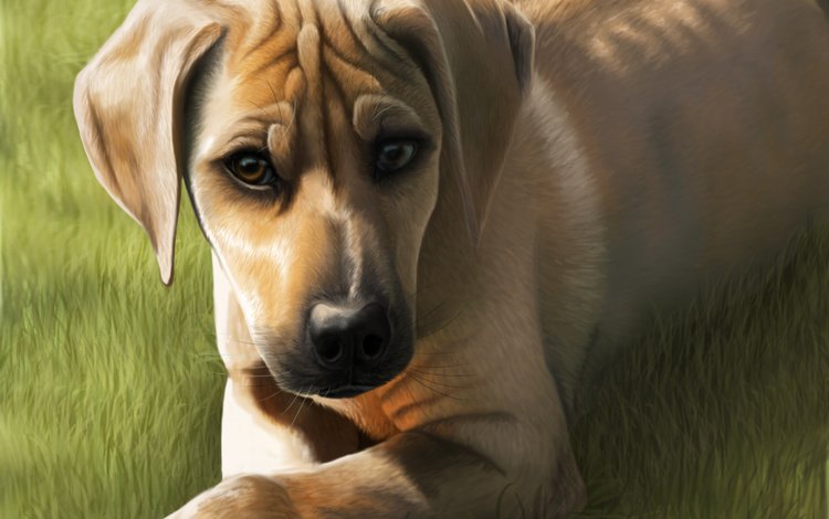 арт, трава, мордочка, взгляд, собака, уши, art, grass, muzzle, look, dog, ears