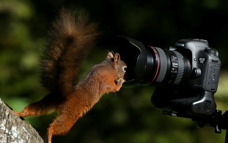 фотоаппарат, белка, камера, любопытство, хвост, белочка, the camera, protein, camera, curiosity, tail, squirrel