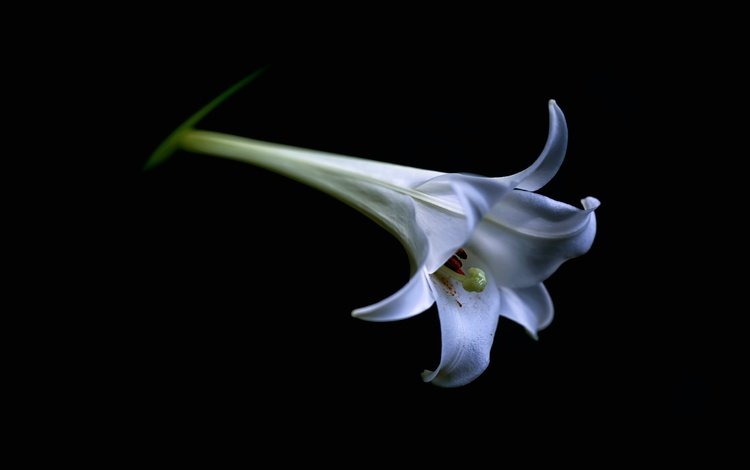 цветок, белый, лилия, бутон, черный фон, lilium candidum, flower, white, lily, bud, black background