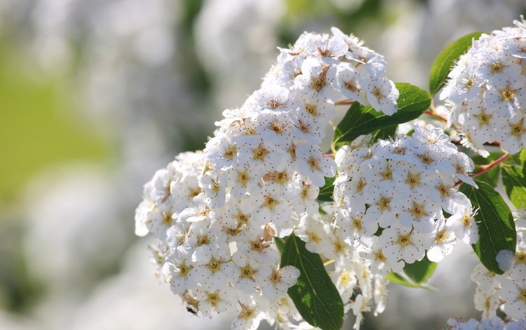 цветение, соцветия, боке, белые цветы, спирея, flowering, inflorescence, bokeh, white flowers, spiraea