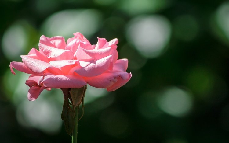 цветок, роза, лепестки, боке, розовая роза, крупным планом, flower, rose, petals, bokeh, pink rose, closeup