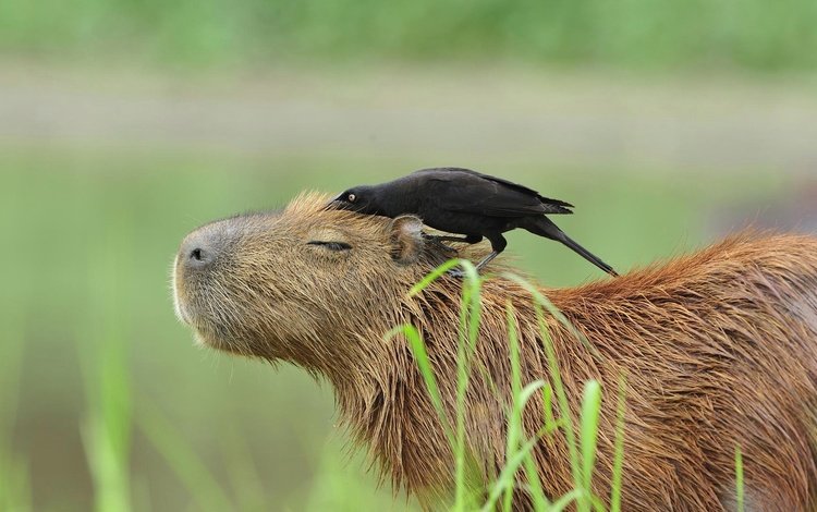 птица, животное, бразилия, пантанал, капибара, большая воловья птица, bird, animal, brazil, the pantanal, the capybara, a large ox-bird