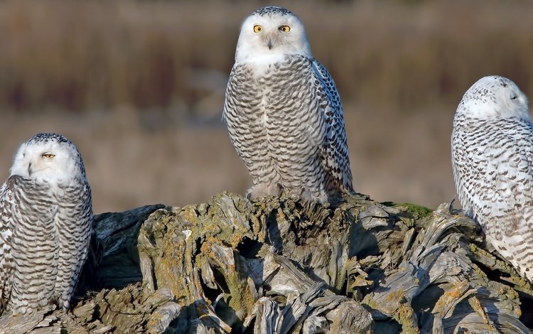 бревно, трио, совы, полярная сова, белая сова, log, trio, owls, snowy owl, white owl
