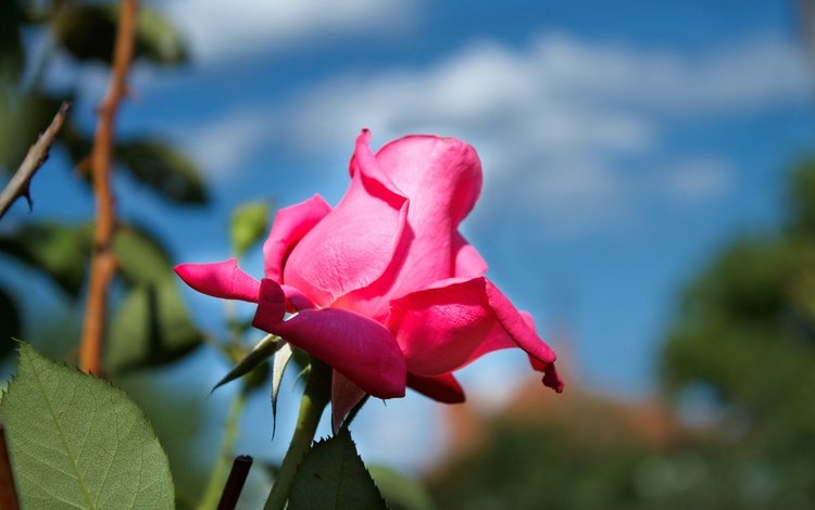 небо, цветок, роза, лепестки, бутон, розовая роза, the sky, flower, rose, petals, bud, pink rose