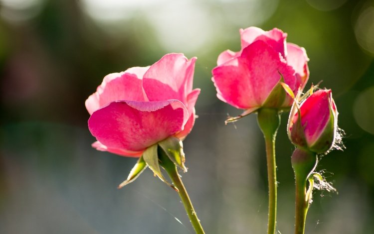 цветы, бутоны, розы, лепестки, стебли, боке, розовые розы, flowers, buds, roses, petals, stems, bokeh, pink roses