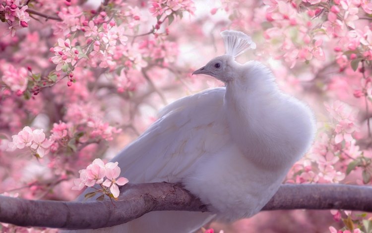 цветы, белый, птица, клюв, весна, павлин, перья, сакура, flowers, white, bird, beak, spring, peacock, feathers, sakura