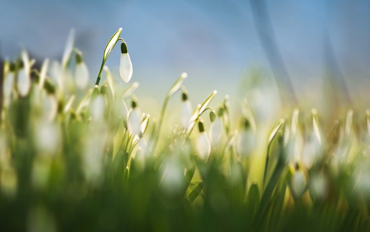 цветы, трава, размытость, весна, белые, подснежники, flowers, grass, blur, spring, white, snowdrops