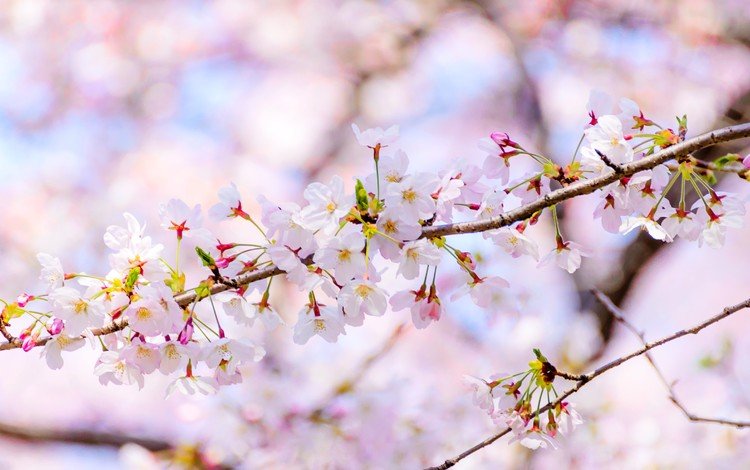 цветы, цветение, ветки, размытость, весна, flowers, flowering, branches, blur, spring
