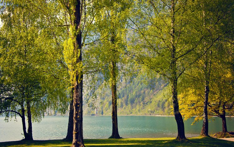 деревья, озеро, природа, березы, швейцария, весна, trees, lake, nature, birch, switzerland, spring